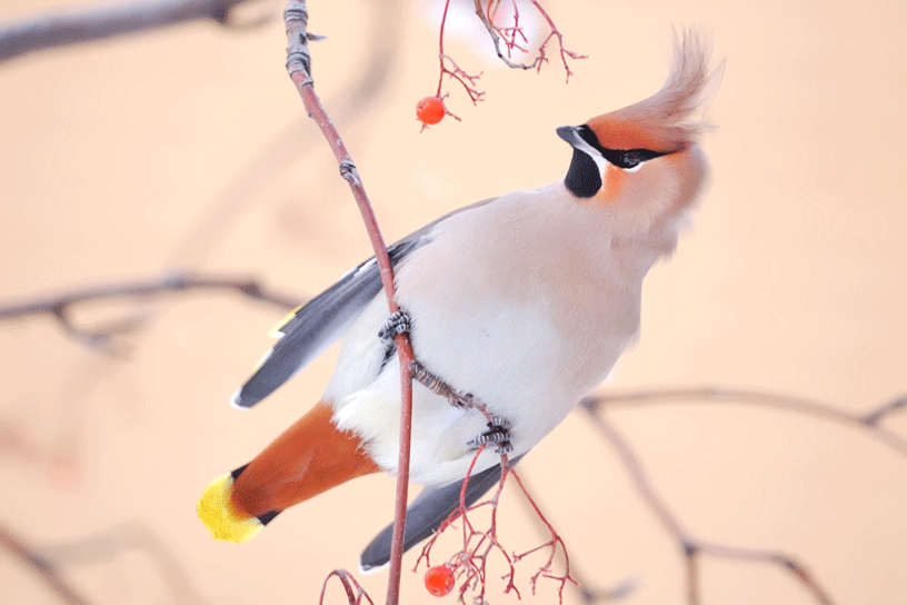 Pestvogel, vogelspecial.